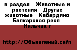  в раздел : Животные и растения » Другие животные . Кабардино-Балкарская респ.,Нальчик г.